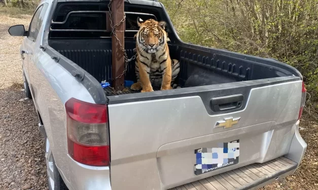 OSTOK RESCATAN A TIGRE DE BENGALA JUVENIL