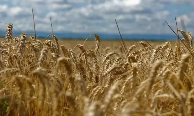 ESTÁ POR DEFINIRSE EL PRECIO DEL TRIGO: ROCHA