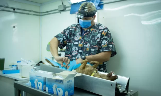 CAMPAÑA DE ESTERILIZACIÓN, EN TU COLONIA