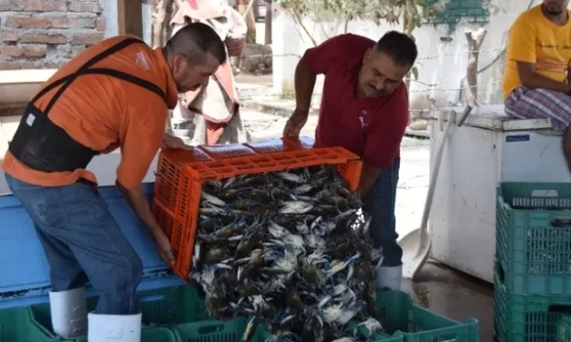 INICIA LA CAPTURA DE LA JAIBA MACHO EN SINALOA