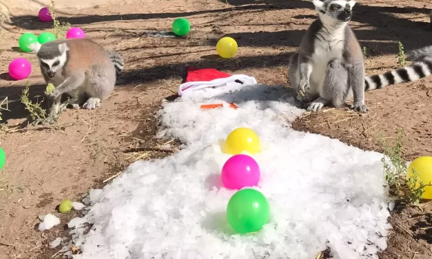 ZOOS DE LA AZCARM PROTEGEN A ANIMALES SILVESTRE DE LA 3RA Y 4TA OLA DE CALOR