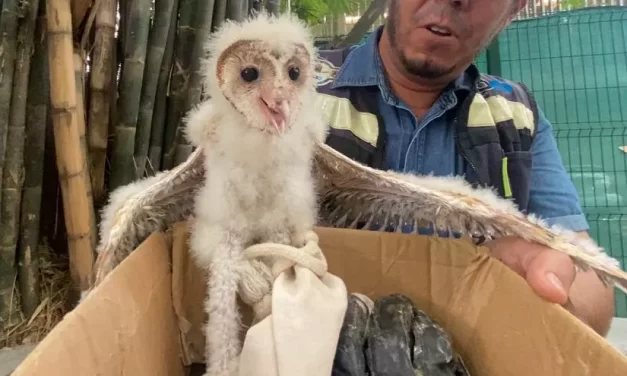 RESCATA CIUDADANA UNA CRÍA DE LECHUZA