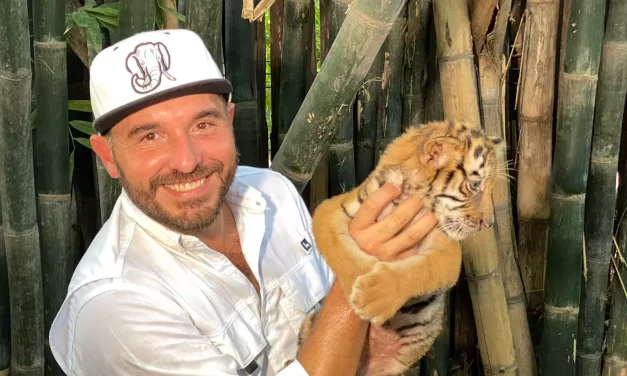 NACE TIGRE DE BENGALA DE PADRES RESCATADOS EN EL ZOOLÓGICO DE CULIACÁN