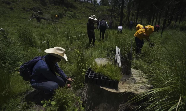 LA TALA ACECHA LOS BOSQUES DE LA CIUDAD DE MÉXICO PESE A INTENTOS POR REFORESTARLOS