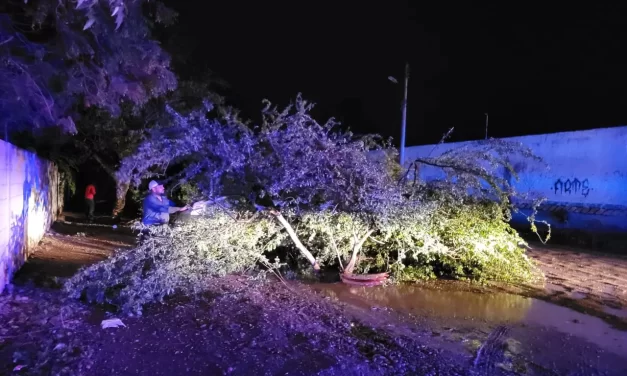 SE HACE RETIRO DE ÁRBOLES TRAS INTENSA LLUVIA