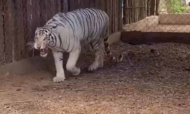 OSTOK SANCTUARY RESCATA FAUNA DEL ZOOLÓGICO LA PASTORA POR SOBREPOBLACIÓN