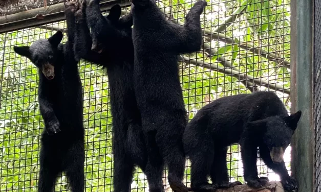 RESCATAN Y TRASLADAN A 4 OSEZNAS HUÉRFANAS AL ZOOLÓGICO DE CULIACÁN