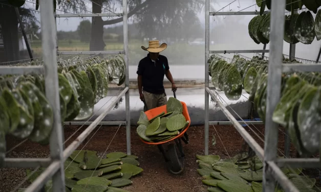 FAMILIA TRATA DE PRESERVAR LA PRODUCCIÓN TRADICIONAL DE UN TINTE ROJO INTENSO EN MÉXICO