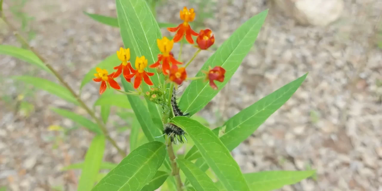 RECOMIENDAN LAS PLANTAS NATIVAS PARA APROVECHAR EL AGUA