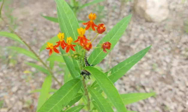 RECOMIENDAN LAS PLANTAS NATIVAS PARA APROVECHAR EL AGUA