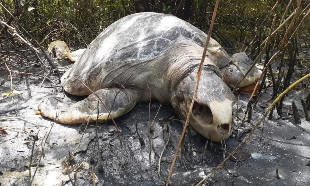 APARECEN TORTUGAS MUERTAS EN ALTATA