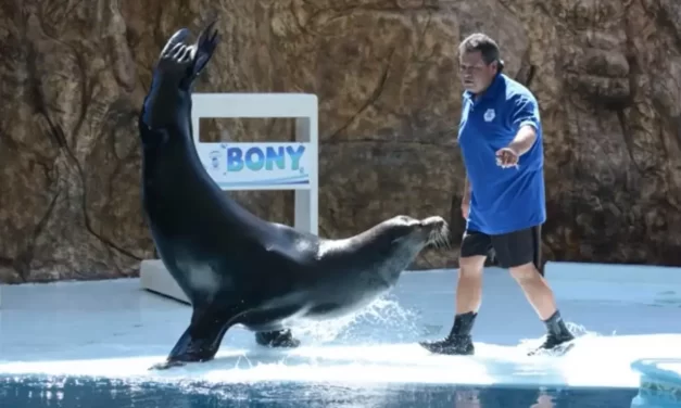 TOMÁS RAMÍREZ RAMÍREZ, DEJA UNA ENORME HUELLA EN EL GRAN ACUARIO MAZATLÁN MAR DE CORTÉS