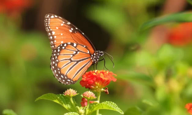 JARDÍN BOTÁNICO CULIACÁN Y PARQUE ECOLÓGICO: SANTUARIO URBANO PARA AVES Y MARIPOSAS