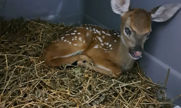 BAMBINA CUMPLE 3 MESES EN EL EN GRAN ACUARIO MAZATLÁN