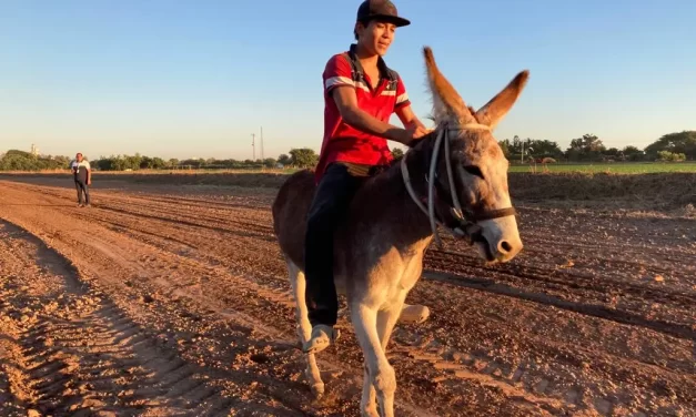 GANA FILEMÓN LA CARRERA DE LOS BURROS EN YEBAVITO