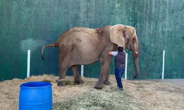 LA SALUD DE LA ELEFANTA ANNIE ESTÁ EN RIESGO