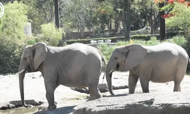 PROFEPA REVISA INSTALACIONES DE ZOOS DE LA AZCARM PARA GARANTIZAR SU MEJOR DESTINO