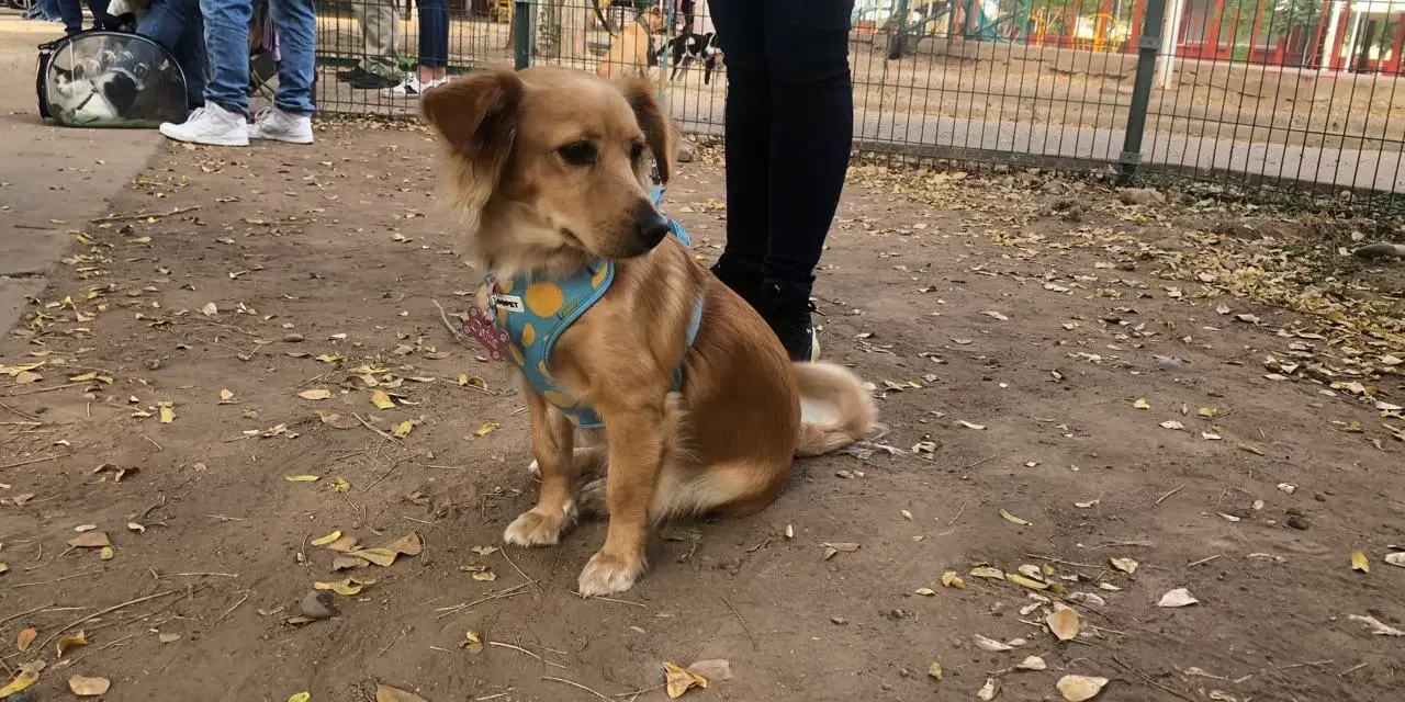 REALIZAN CAMPAÑA DE ESTERILIZACIÓN EN EL CENTRO DE BARRIO LOMBARDO TOLEDANO