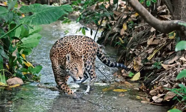 LAS 43 ÁREAS NATURALES PROTEGIDAS DE LA 4T, SIN PROGRAMAS DE MANEJO