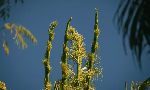 FLORECE LA PRIMERA PALMA TALIPOT EN MÉXICO; CONOCE EL EJEMPLAR EN JARDÍN BOTÁNICO CULIACÁN