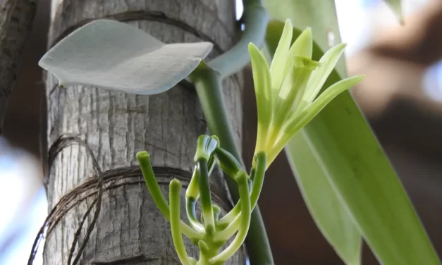 UNA ORQUÍDEA DE ORIGEN MEXICANO ES RESPONSABLE DE UNO DE LOS SABORES DE HELADO FAVORITOS EN EL MUNDO