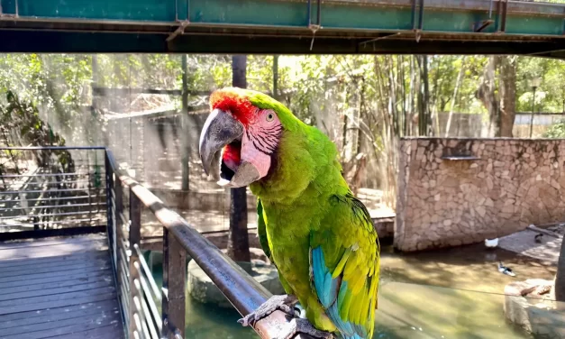 EL ZOOLÓGICO DE CULIACÁN OFRECE UNA EXPERIENCIA INOLVIDABLE PARA ESTOS DÍAS DE ASUETO