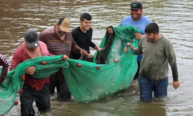 BUSCAN INCREMENTAR EN UN 50 % PRODUCCIÓN DE ALEVINES DE TILAPIA EN ELOTA