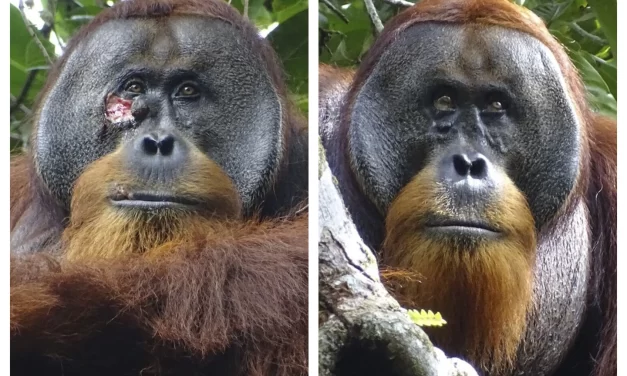 UN ORANGUTÁN SALVAJE USÓ UNA PLANTA MEDICINAL PARA TRATAR UNA HERIDA, DICEN LOS CIENTÍFICOS