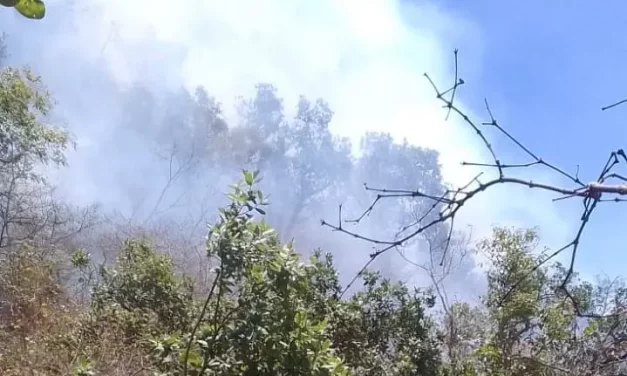 CONTROLADO EN UN 90 % INCENDIO FORESTAL EN ELOTA