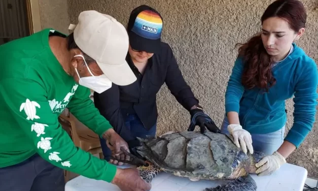 FORTALECERÁ SUCEDE LA PROTECCIÓN DE LAS TORTUGAS MARINAS EN LA BAHÍA SANTA MARÍA