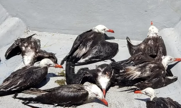 BARCOS DE SARDINA MATAN AVES MARINAS PROTEGIDAS SIN QUE SEMARNAT LO IMPIDA: AZCARM