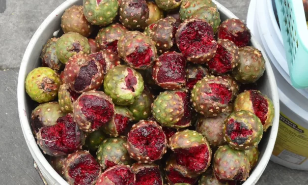 LA PITAYA: DELICIA DE LA FLORA MEXICANA Y SUSTENTO DE HOGARES CAMPESINOS