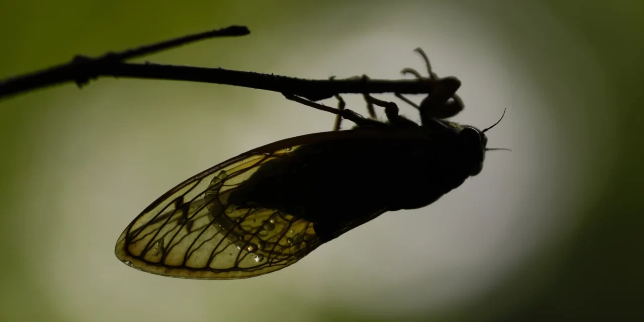 LAS CIGARRAS