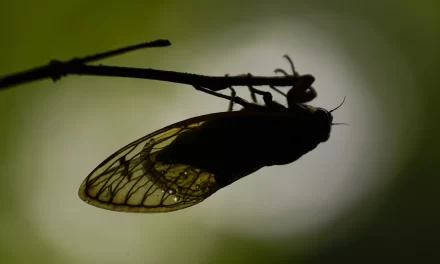 LAS CIGARRAS