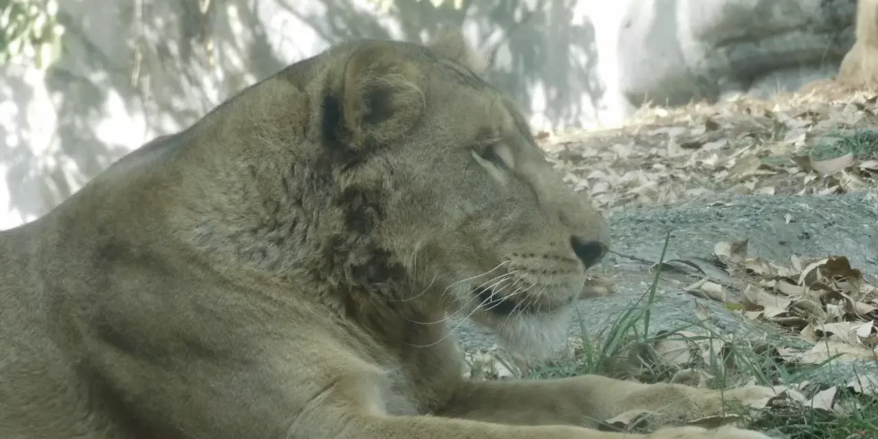 A DOS AÑOS DEL RESCATE DE LOS FELINOS DE BLACK JAGUAR