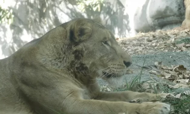 A DOS AÑOS DEL RESCATE DE LOS FELINOS DE BLACK JAGUAR