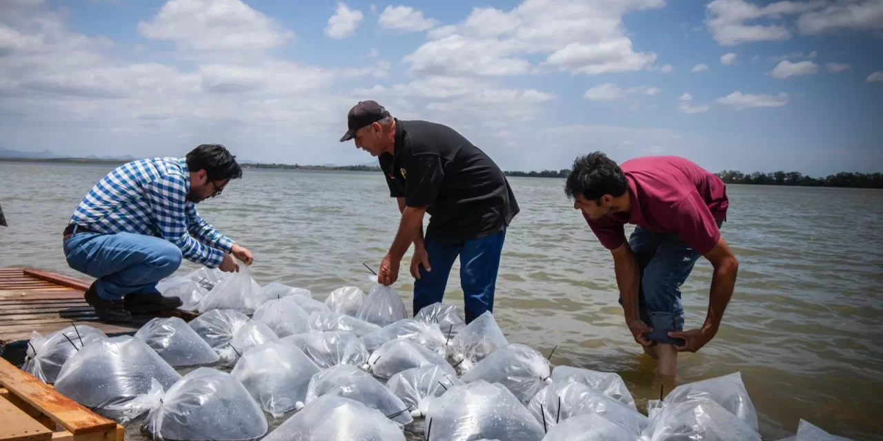 ALCALDE DE CULIACÁN ARRANCA PROGRAMA DE REPOBLAMIENTO DE EMBALSES CON SIEMBRA DE 2 MILLONES DE ALEVINES