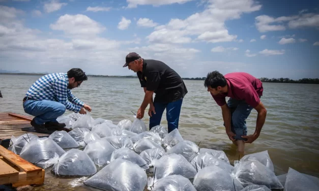 ALCALDE DE CULIACÁN ARRANCA PROGRAMA DE REPOBLAMIENTO DE EMBALSES CON SIEMBRA DE 2 MILLONES DE ALEVINES