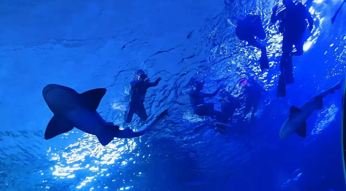 NUEVAS EXPERIENCIAS SORPRENDEN A LOS VISITANTES DEL GRAN ACUARIO MAZATLÁN MAR DE CORTÉS ESTE VERANO