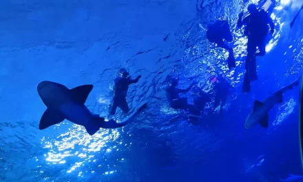 NUEVAS EXPERIENCIAS SORPRENDEN A LOS VISITANTES DEL GRAN ACUARIO MAZATLÁN MAR DE CORTÉS ESTE VERANO