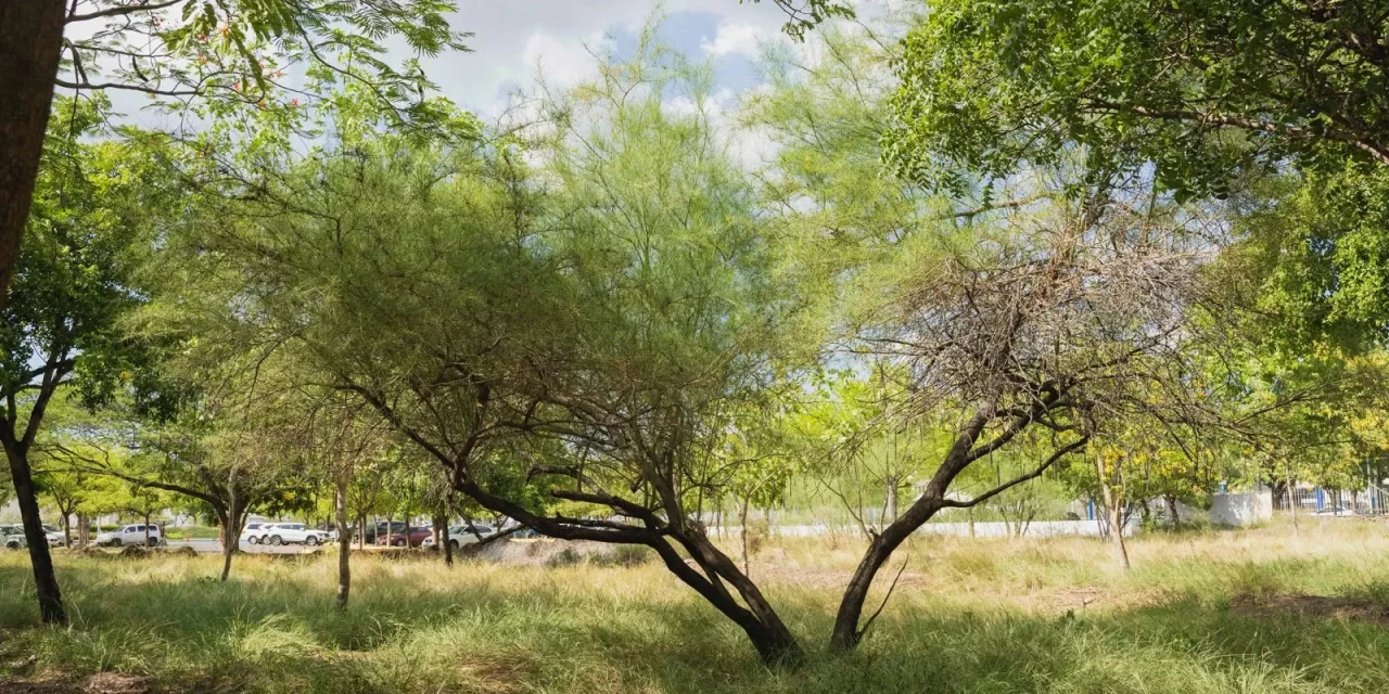 RECOMIENDA JARDÍN BOTÁNICO CULIACÁN ESPECIES REGIONALES PARA ARBORIZAR LA CIUDAD