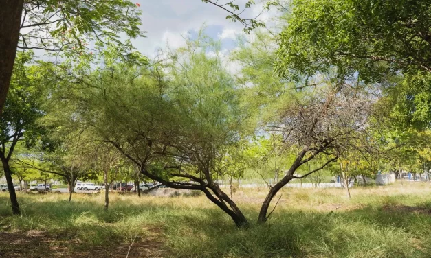 RECOMIENDA JARDÍN BOTÁNICO CULIACÁN ESPECIES REGIONALES PARA ARBORIZAR LA CIUDAD