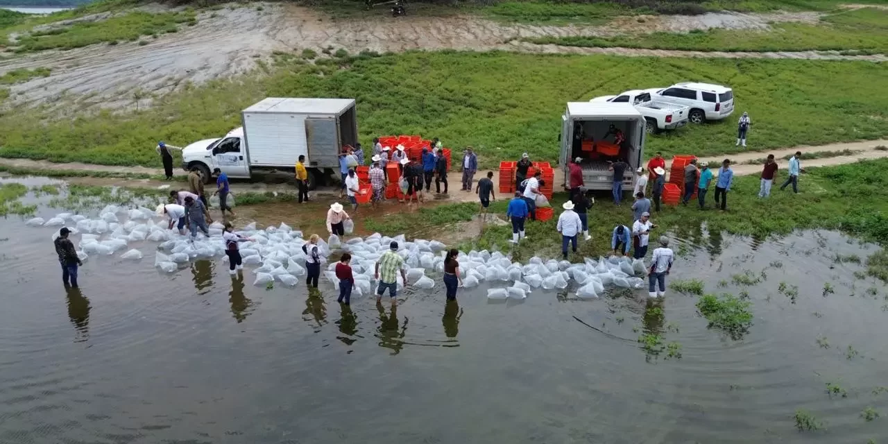 EL PRÓXIMO VIERNES INICIARÁ LA SIEMBRA DE ALEVINES EN LAS PRESAS Y DIQUES DE SINALOA