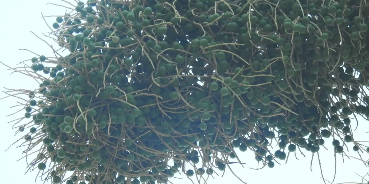 CONOCE LA ETAPA DE FRUCTIFICACIÓN DE LA PALMA TALIPOT EN JARDÍN BOTÁNICO CULIACÁN