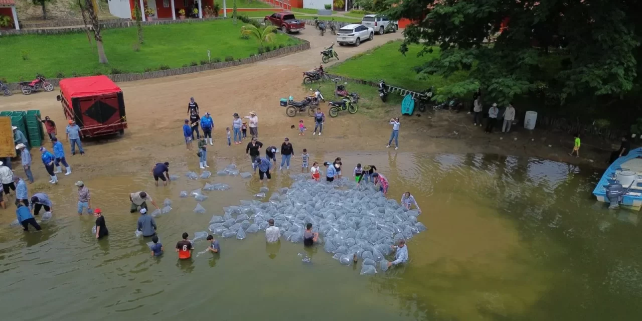 GOBIERNO DE SINALOA SIEMBRA 2 MILLONES DE ALEVINES EN LA PRESA PICACHOS