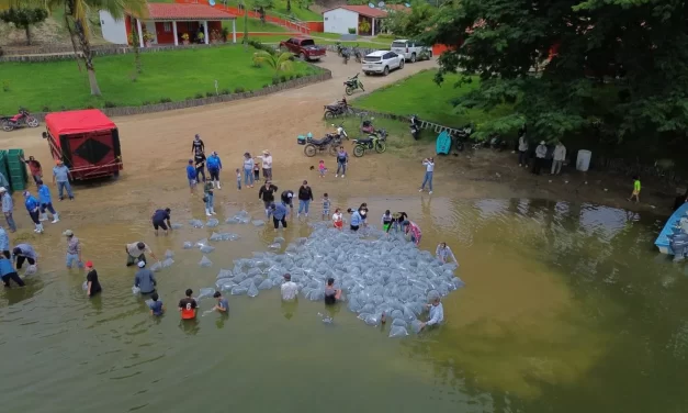 GOBIERNO DE SINALOA SIEMBRA 2 MILLONES DE ALEVINES EN LA PRESA PICACHOS