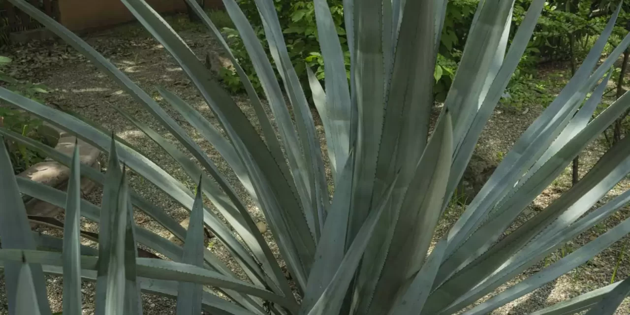 AGAVE TEQUILANA, LA ESPECIE QUE REGALÓ AL MUNDO LA BEBIDA MÁS EMBLEMÁTICA DE MÉXICO