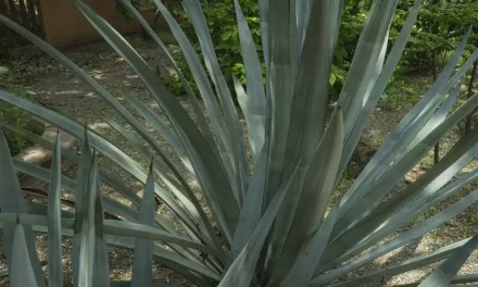 AGAVE TEQUILANA, LA ESPECIE QUE REGALÓ AL MUNDO LA BEBIDA MÁS EMBLEMÁTICA DE MÉXICO