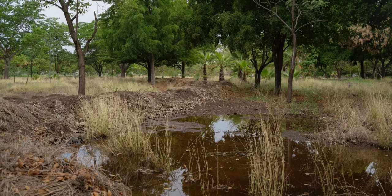 CON UN SISTEMA DE BORDOS NIVELADOS, EL PARQUE ECOLÓGICO CULIACÁN APROVECHA EL AGUA DE LLUVIA