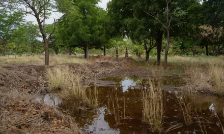 CON UN SISTEMA DE BORDOS NIVELADOS, EL PARQUE ECOLÓGICO CULIACÁN APROVECHA EL AGUA DE LLUVIA